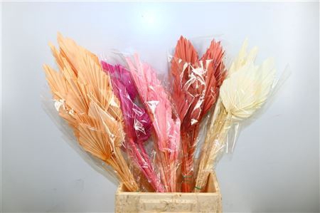 Dried Palm Spear 10pc Mix Bunch