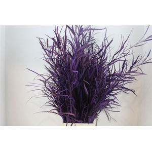 Grevillea Kbh Milka 200gr P Bunch