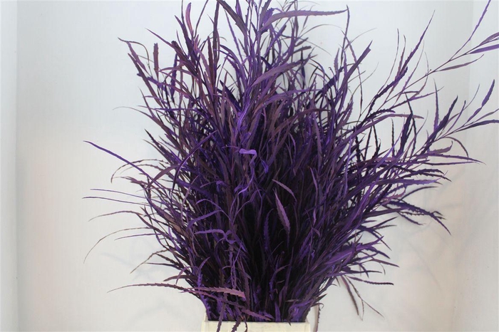 <h4>Grevillea Kbh Milka 200gr P Bunch</h4>