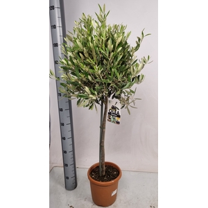 OLEA EUROPAEA