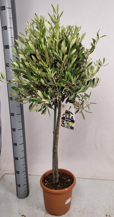 <h4>OLEA EUROPAEA</h4>