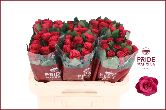 <h4>R GR TACAZZI+</h4>