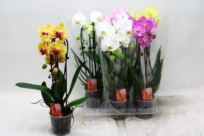 <h4>PHAL EL CASCADE</h4>