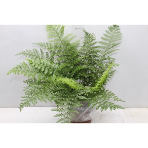 ASPLENIUM PARVATI P17