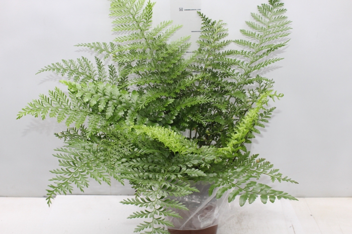 <h4>ASPLENIUM PARVATI P17</h4>