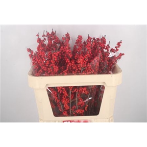 Ilex Verticilata Red Extra