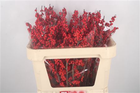 <h4>Ilex Verticilata Red Extra</h4>