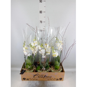 Arr.  Phalaenopsis  H%