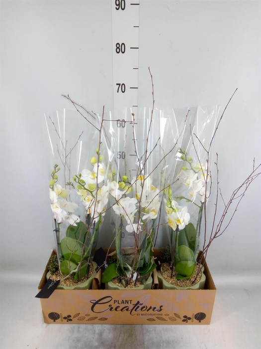 <h4>Arr. Phalaenopsis H%</h4>