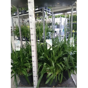 Agapanthus  'Big White'