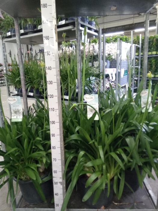 <h4>Agapanthus  'Big White'</h4>