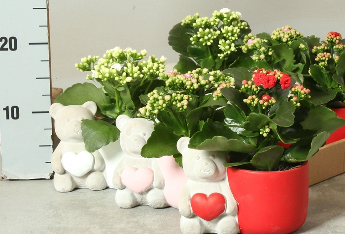 <h4>ARR KAMERPL</h4>