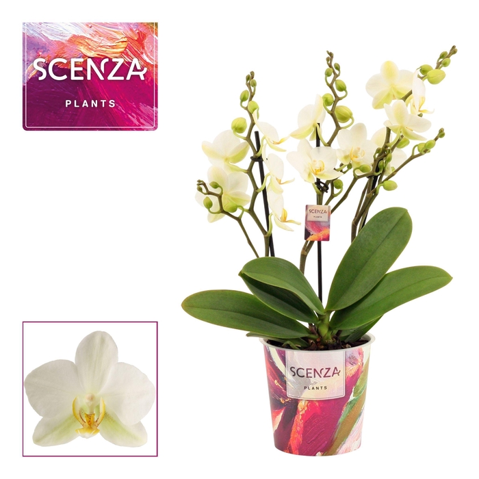 <h4>Phalaenopsis dazzling Lausanne 3-4 tak (Scenza)</h4>