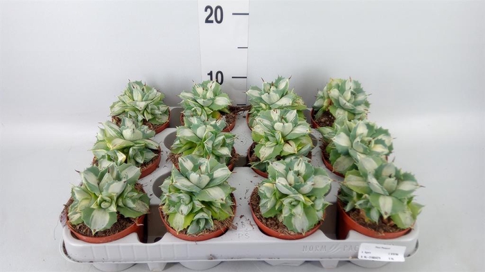 <h4>Agave   ...</h4>