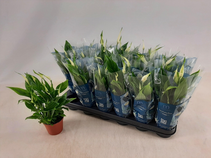 <h4>SPATH CHOPIN</h4>