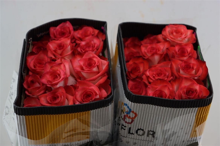 <h4>R Gr Blush</h4>