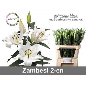 Li Ot Zambesi
