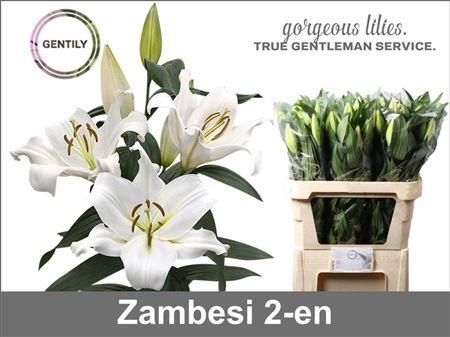 <h4>Li Ot Zambesi</h4>