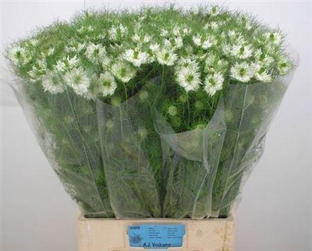 <h4>Nige D Bridal White</h4>