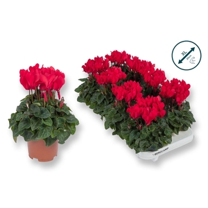 Cyclamen KL 'Compact'