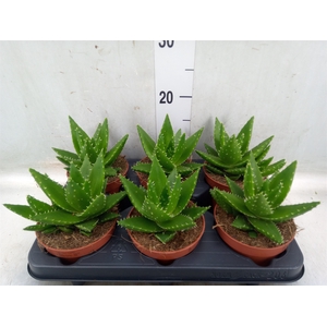 Aloe perfoliata