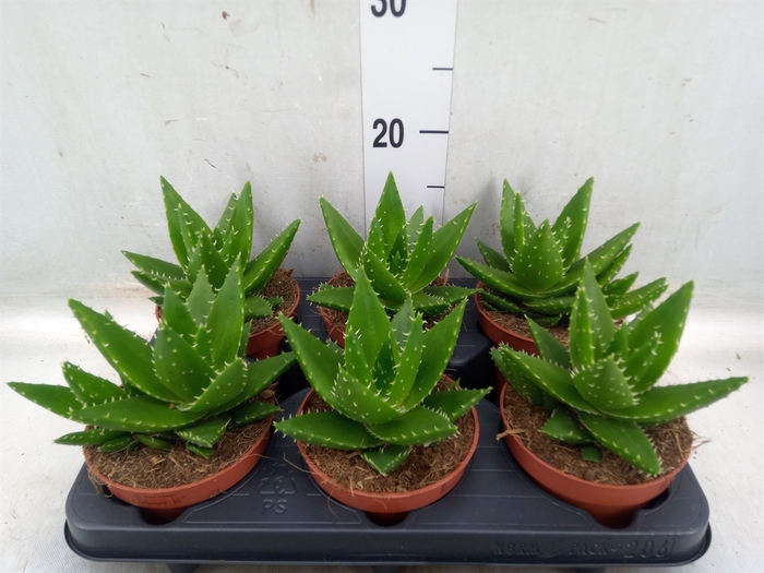 <h4>Aloe perfoliata</h4>