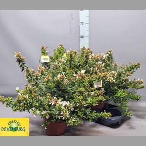ABEL GRANDIFLORA