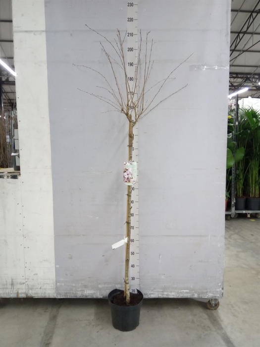 <h4>Prunus   ...</h4>