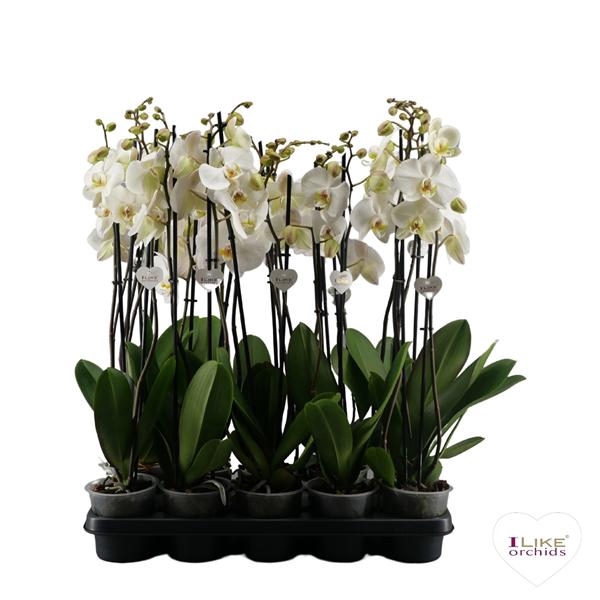 <h4>Phalaenopsis wit-gele lip - 2 tak 80cm</h4>