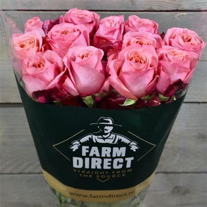 R Gr Pink Xpression