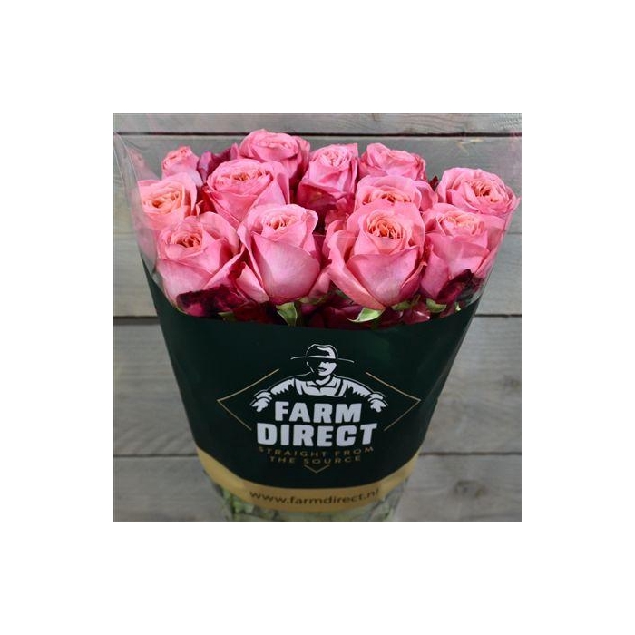 <h4>R Gr Pink Xpression</h4>