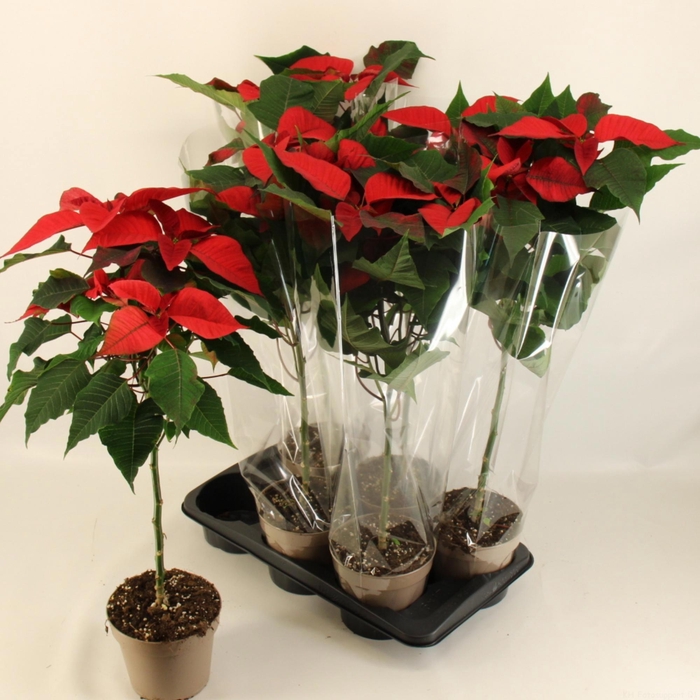 <h4>EUPHOR P CHR EVE</h4>