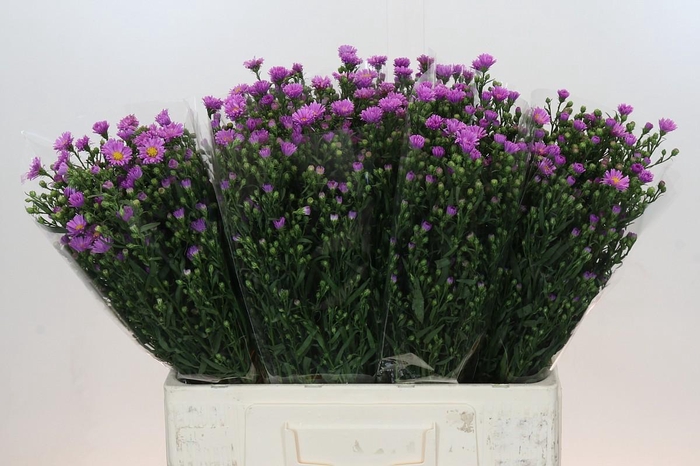 <h4>Aster Casarosa</h4>