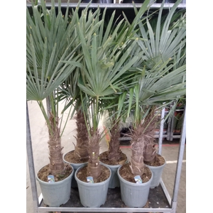 Trachycarpus fortunei