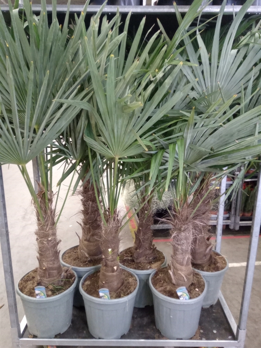 <h4>Trachycarpus fortunei</h4>