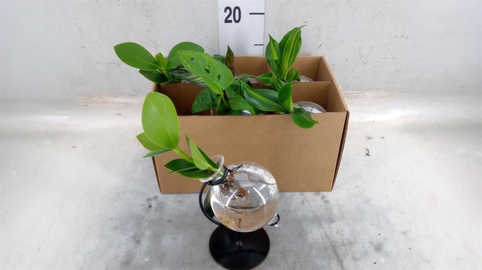 <h4>Planten  ..mix</h4>