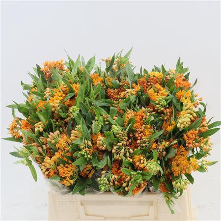 <h4>Asclepias Tuberosa</h4>