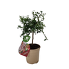 Citrus hystrix