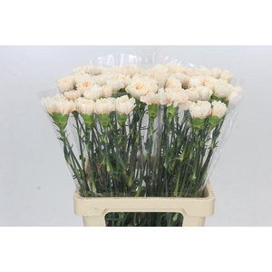 Dianthus St Apple Tea