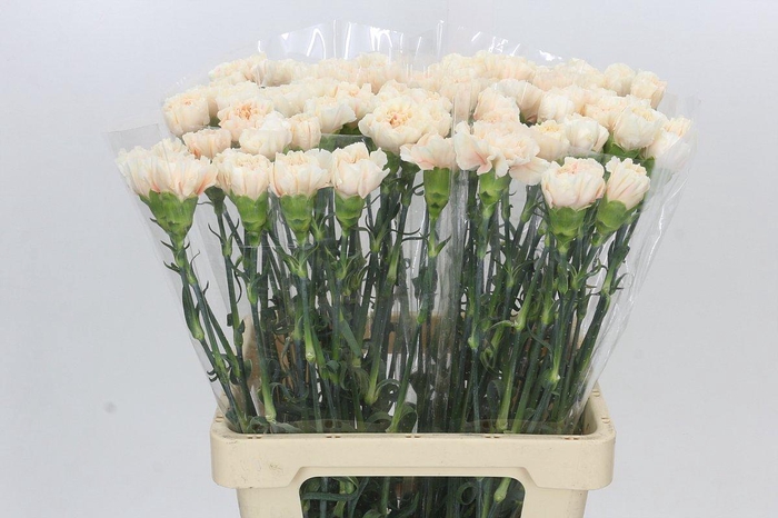 <h4>Dianthus St Apple Tea</h4>