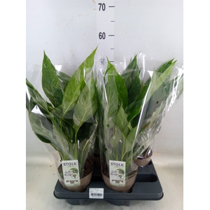 Spathiphyllum  'Diamond'