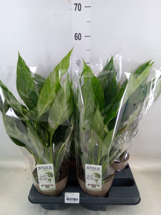 <h4>Spathiphyllum  'Diamond'</h4>