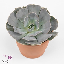 <h4>Echeveria Pollux Middel X4</h4>