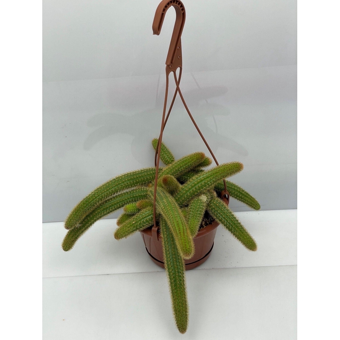 <h4>CACTUS HANGPLANT</h4>