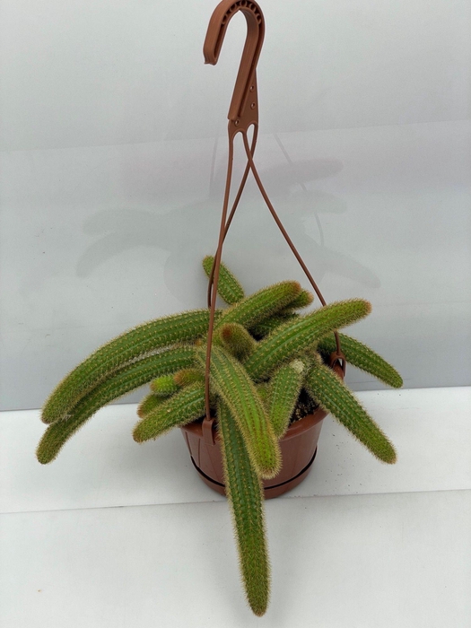 CACTUS HANGPLANT