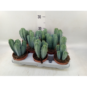 Cereus   ...