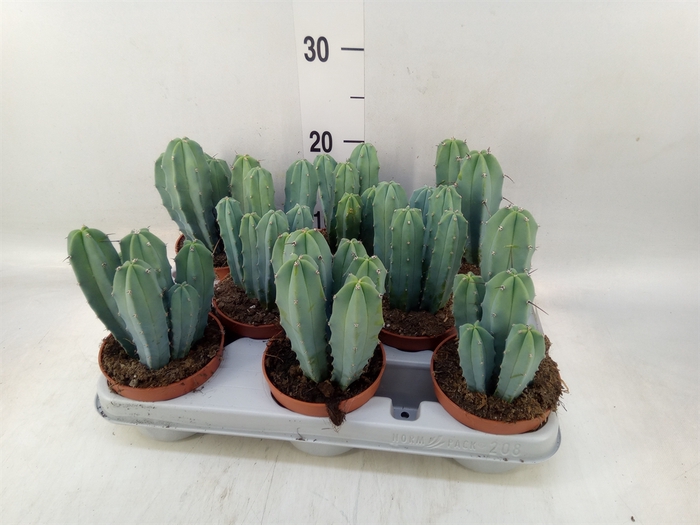 <h4>Cereus   ...</h4>