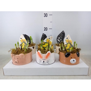 Narcissus  'Tete a tete'