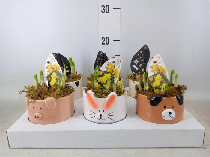 <h4>Narcissus 'Tete a tete'</h4>