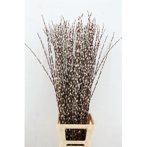 Salix Wilgenkatjes 120cm